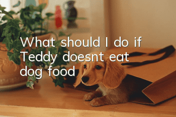 What should I do if Teddy doesn’t eat dog food?