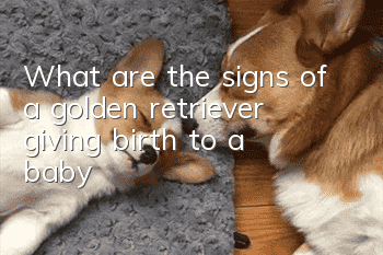 What are the signs of a golden retriever giving birth to a baby?