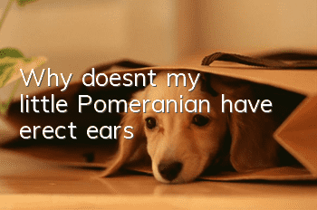 Why doesn’t my little Pomeranian have erect ears?