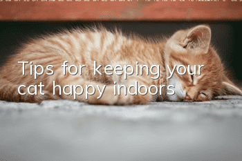 Tips for keeping your cat happy indoors