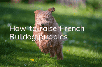 How to raise French Bulldog puppies