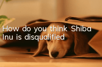 How do you think Shiba Inu is disqualified?