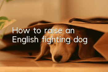 How to raise an English fighting dog