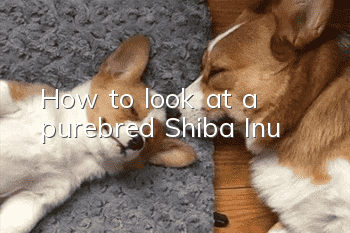 How to look at a purebred Shiba Inu