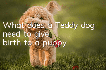 What does a Teddy dog ​​need to give birth to a puppy?