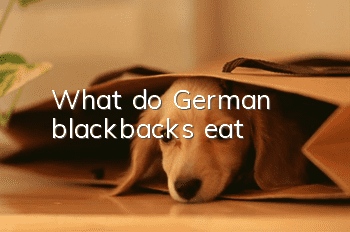 What do German blackbacks eat?