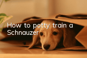How to potty train a Schnauzer