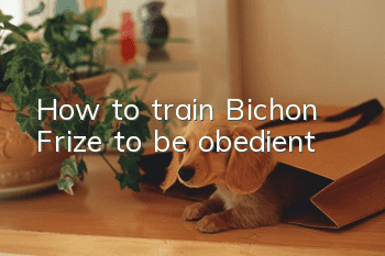 How to train Bichon Frize to be obedient
