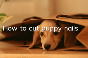 How to cut puppy nails
