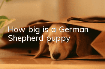 How big is a German Shepherd puppy?