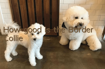 How good is the Border Collie?