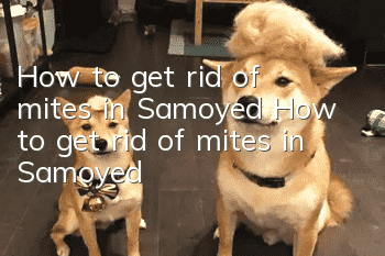 How to get rid of mites in Samoyed How to get rid of mites in Samoyed