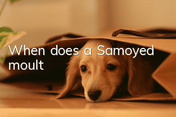 When does a Samoyed moult?