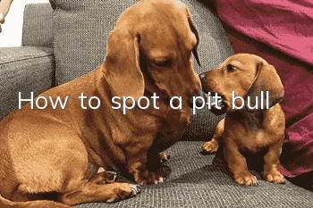 How to spot a pit bull