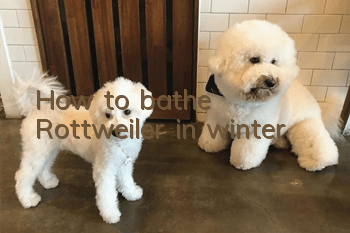 How to bathe Rottweiler in winter