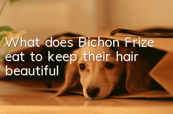What does Bichon Frize eat to keep their hair beautiful?
