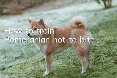 How to train Pomeranian not to bite