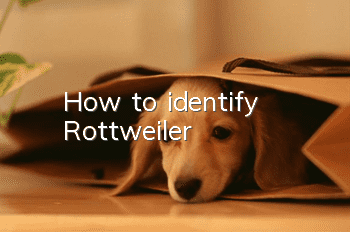How to identify Rottweiler