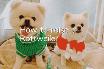 How to raise a Rottweiler
