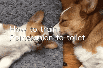 How to train Pomeranian to toilet