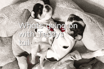 What's going on with Teddy's tail?