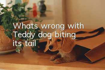 What's wrong with Teddy dog ​​biting its tail?