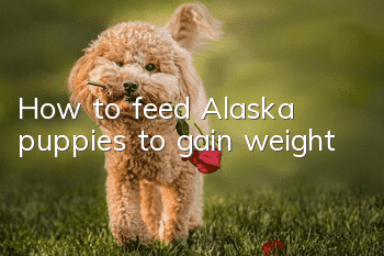 How to feed Alaska puppies to gain weight