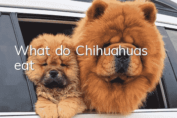 What do Chihuahuas eat?