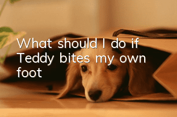 What should I do if Teddy bites my own foot?