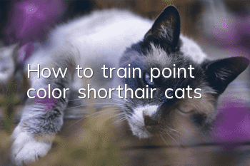 How to train point color shorthair cats