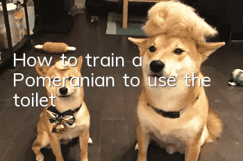 How to train a Pomeranian to use the toilet