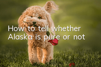 How to tell whether Alaska is pure or not