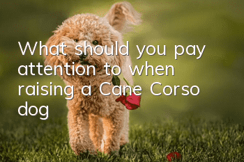 What should you pay attention to when raising a Cane Corso dog?