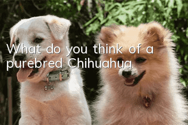 What do you think of a purebred Chihuahua?