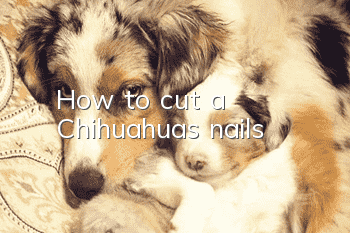 How to cut a Chihuahua's nails
