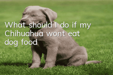 What should I do if my Chihuahua won’t eat dog food?