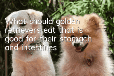 What should golden retrievers eat that is good for their stomach and intestines?