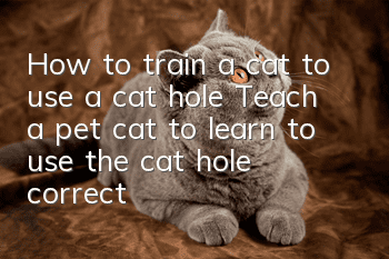 How to train a cat to use a cat hole? Teach a pet cat to learn to use the cat hole correctly!