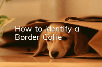 How to identify a Border Collie