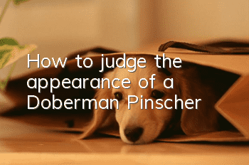 How to judge the appearance of a Doberman Pinscher