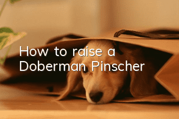 How to raise a Doberman Pinscher