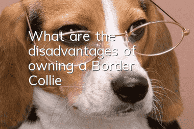 What are the disadvantages of owning a Border Collie?