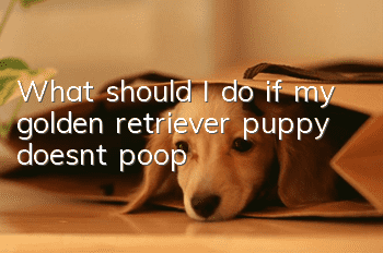What should I do if my golden retriever puppy doesn’t poop?
