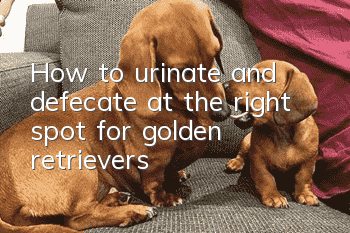 How to urinate and defecate at the right spot for golden retrievers