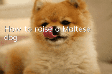 How to raise a Maltese dog