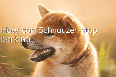 How can Schnauzer stop barking?