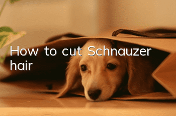 How to cut Schnauzer hair
