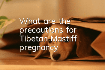 What are the precautions for Tibetan Mastiff pregnancy?