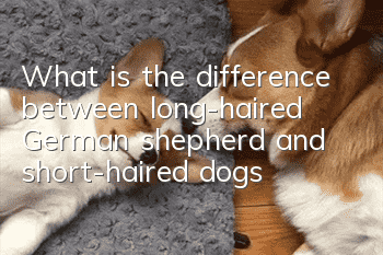 What is the difference between long-haired German shepherd and short-haired dogs?