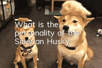 What is the personality of the Siberian Husky?